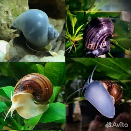 Ампулярии Голубые, Черничные улитки санитары