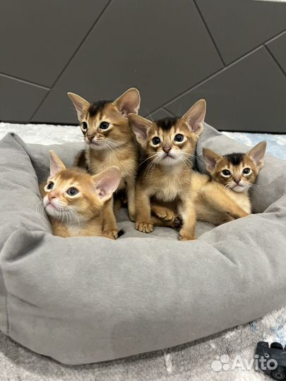 Абиссинские котята