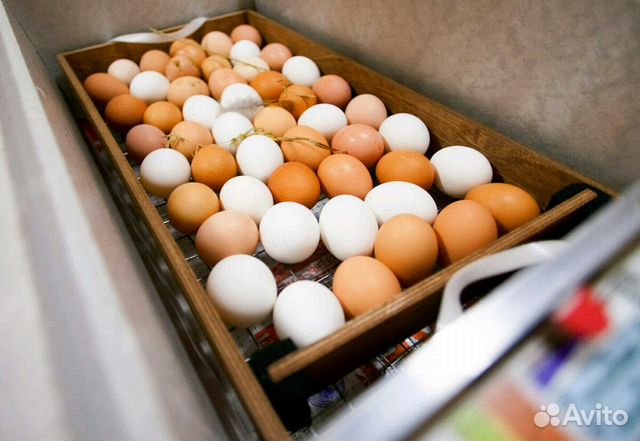 Яйца инкубационные купить сергиев посад. Инкубационное яйцо. Инкубация яиц сельскохозяйственной птицы. Объявление о продаже инкубационные яйца. Инкубационное яйцо от домашних кур фото.