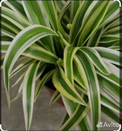 Хлорофитум полосатый