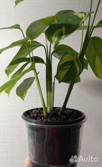 Ктенанта лубберса