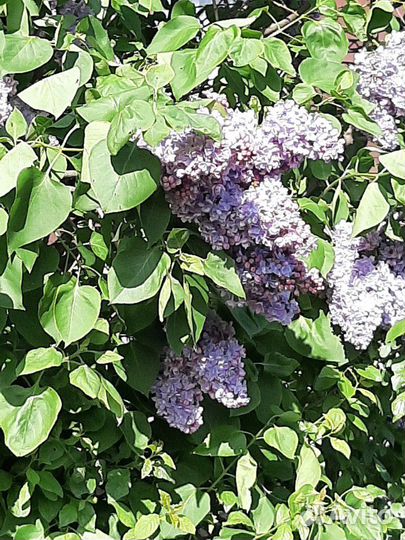 Сирень сортовая махровая