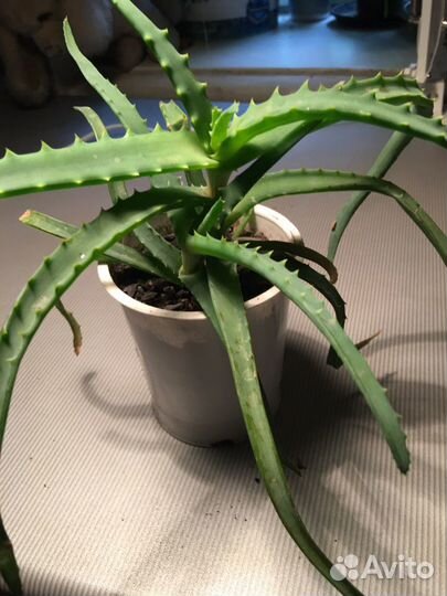 Алоэ древовидный. Используется в косметологии и ме