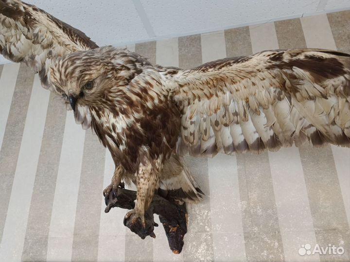 Чучело птицы