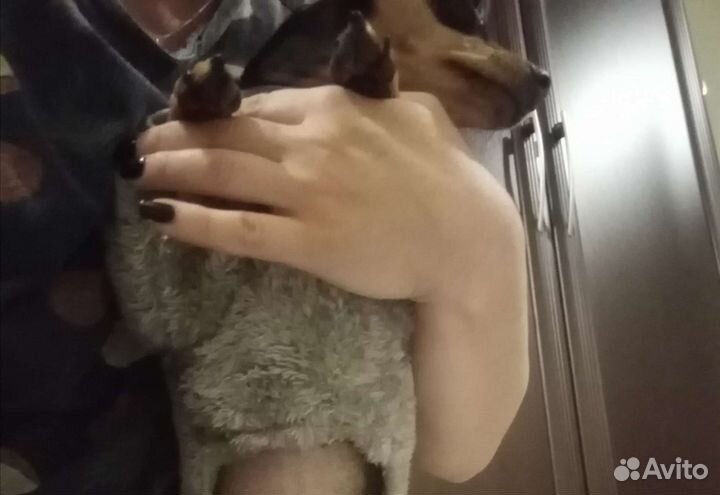 Комбинезон для собаки