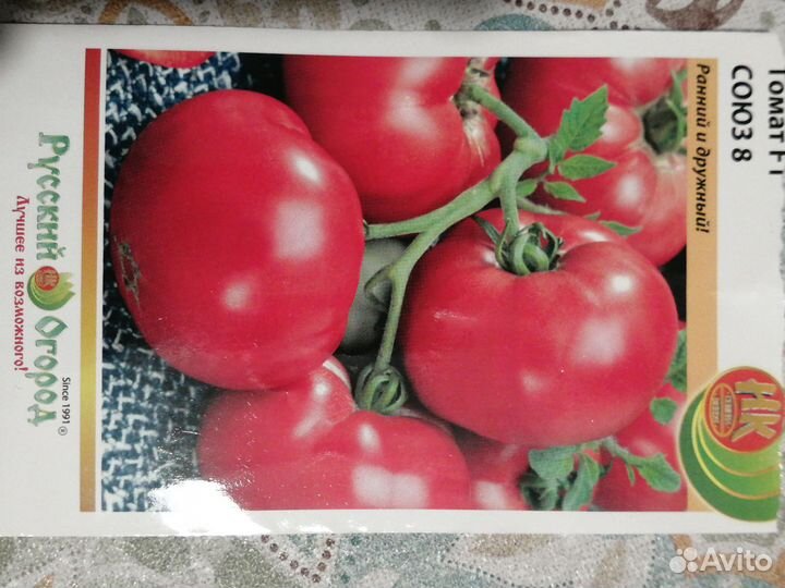 Рассада помидор