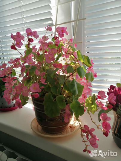 Бегония Глуар де Лорен