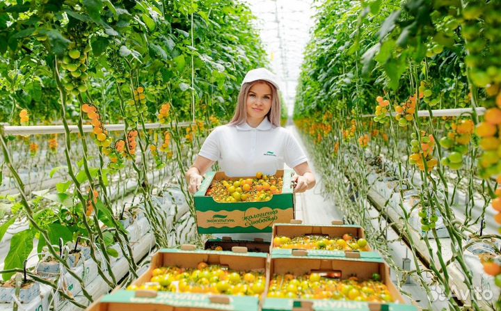 Овощевод Вахта, Белгород, Москва