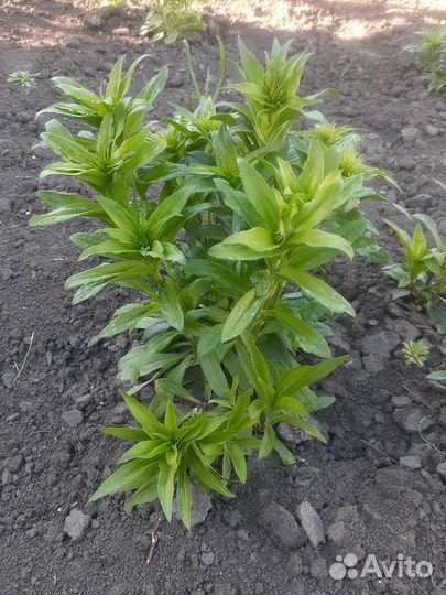 Гвоздика турецкая