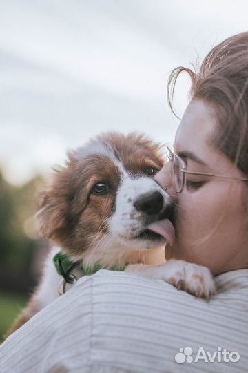 Фотограф-анималист, фотопрогулки с собаками