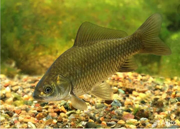 Карась золотой живец