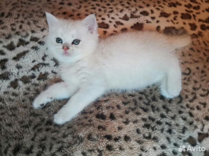 Шикарные голубые вислоухие котики и кошечки