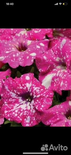 Петуния (весна 2024)