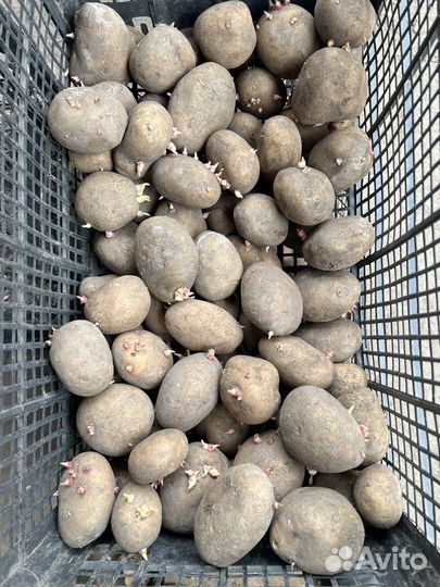 Картошка на семена, картофель посадочный