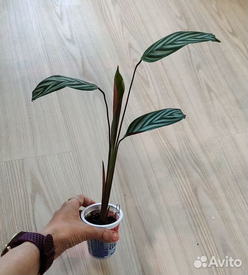 Цветы домашние: хойя карноза, ктенанта