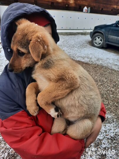 Щенки метисы