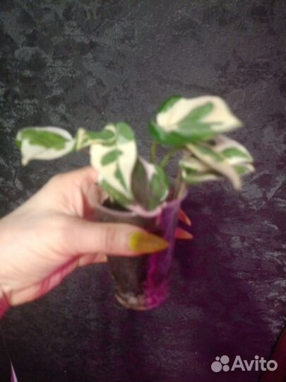 Сциндапсусы