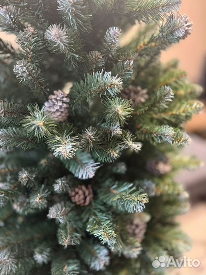 Ель императорская заснеженная 185 см