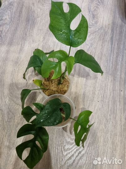 Монстера рафидофора