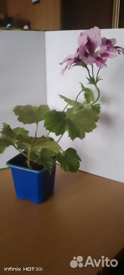 Герань пеларгония королевская