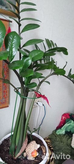 Цветы комнатные или для офиса