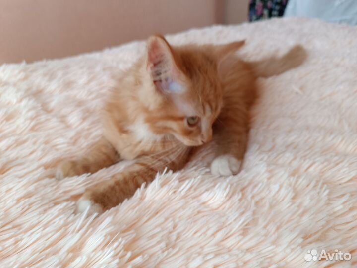 Отдам котика в добрые руки