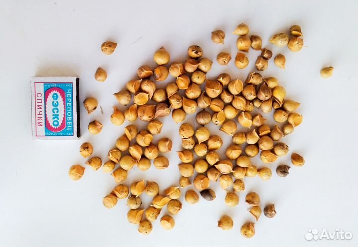 Рокамболь, слоновий чеснок, чеснолук