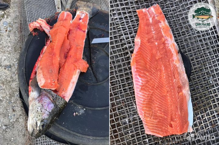 Свежая красная рыба, Форель охлажденная / Оптом