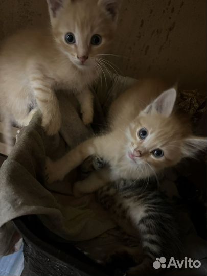 Котята отдам даром