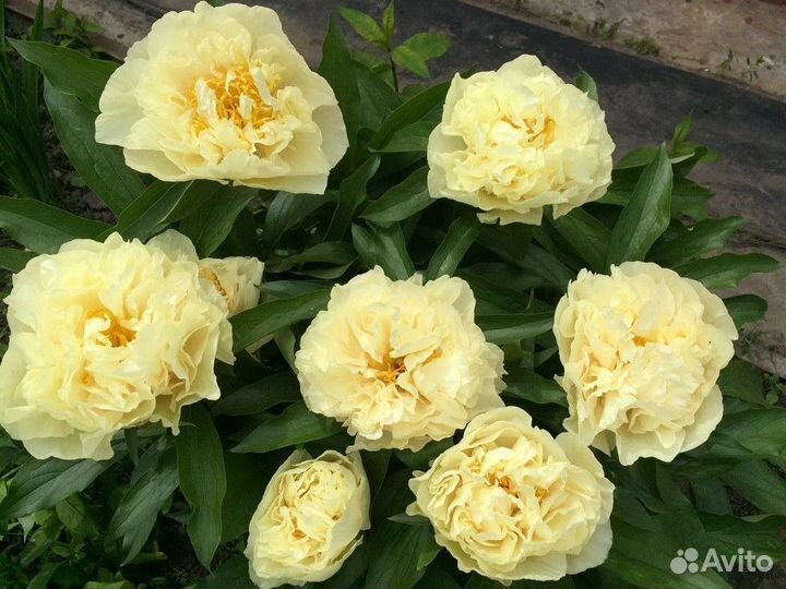 Пион Санни Герл (Sunny Girl)