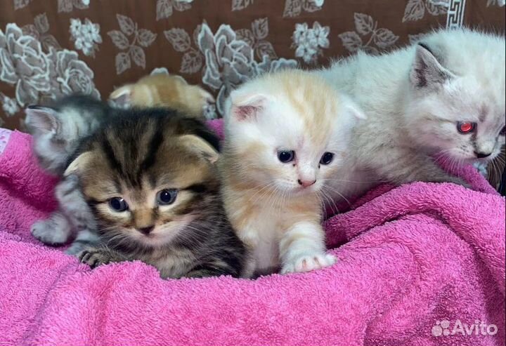 Британские котята
