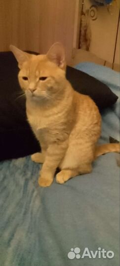 Коты бесплатно