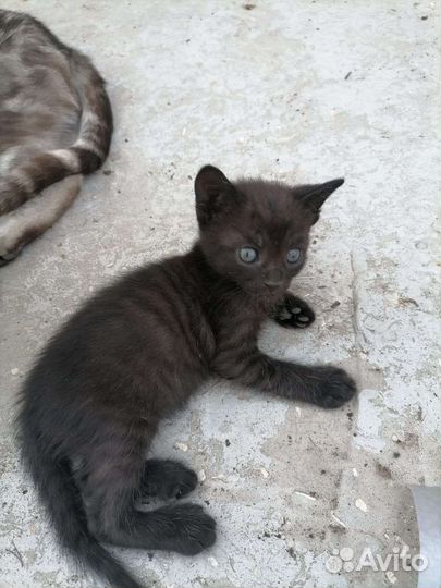Британские котята