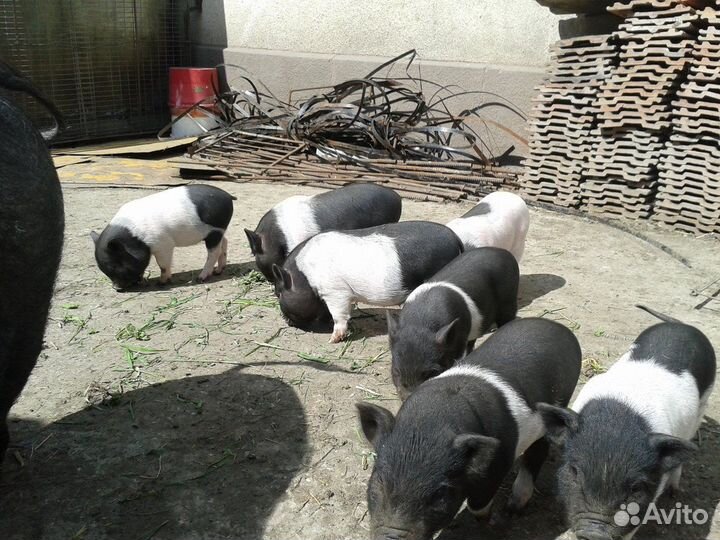 Вьетнамск вислобрюхий поросенок