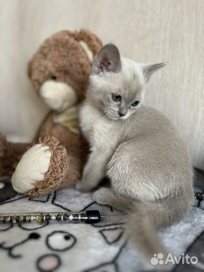 Бурманские котята бурма