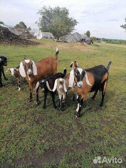 Козлики нубийские