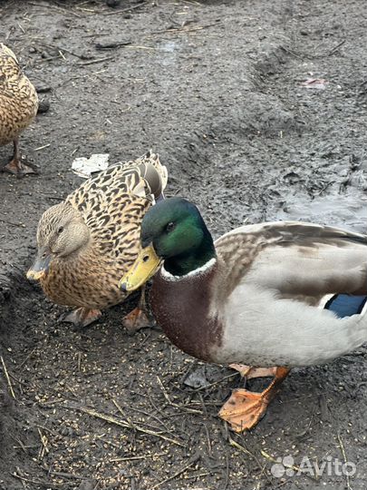 Селезень с уткой