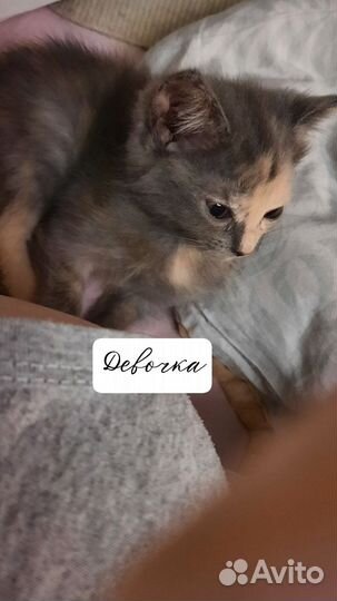 Домашние животные