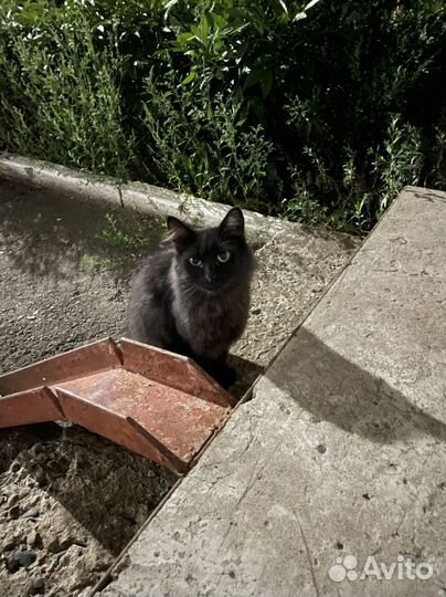 Молодой кот в добрые руки