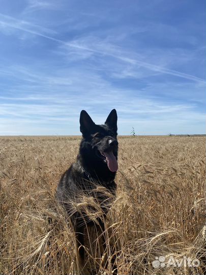 Немецкая овчарка вязка