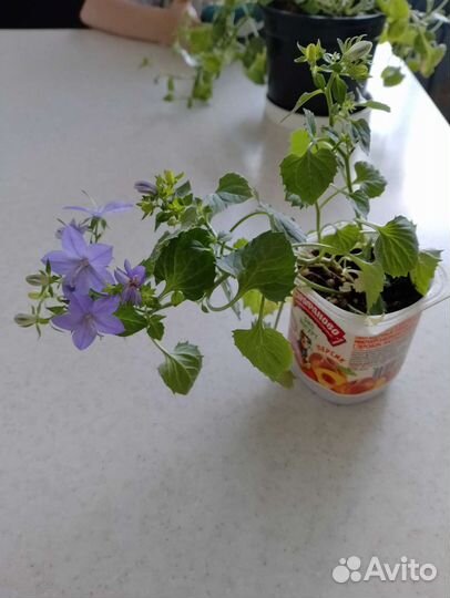 Кампанула жених