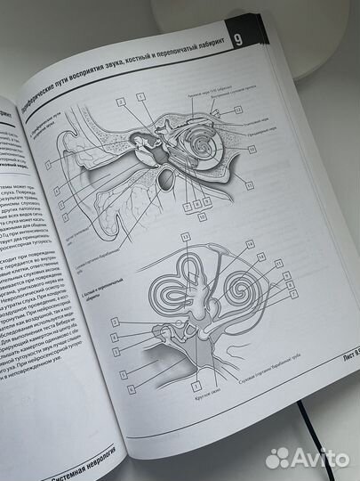 Анатомия Неттера: атлас-раскраска