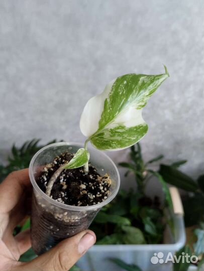 Комнатные растения