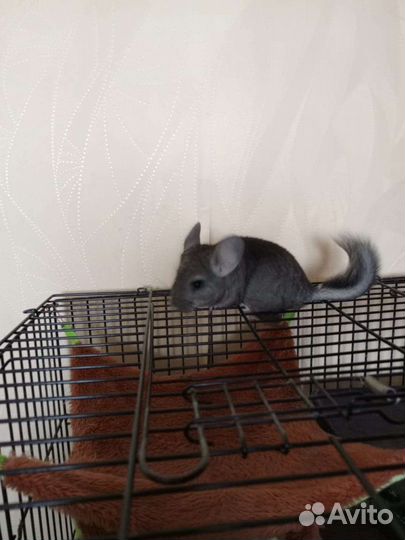 Шиншилла