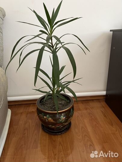 Комнатные цветы