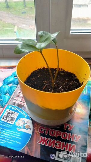 Комнатные цветы