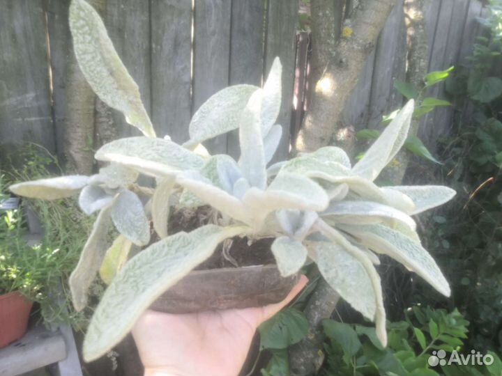 Ослиные ушки, многолетник - пушистик Стахис