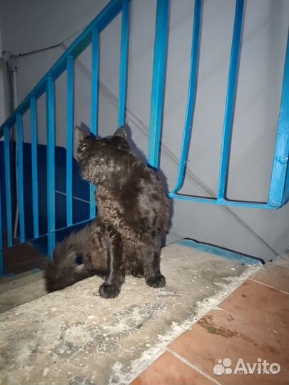 Черный котенок в добрые руки