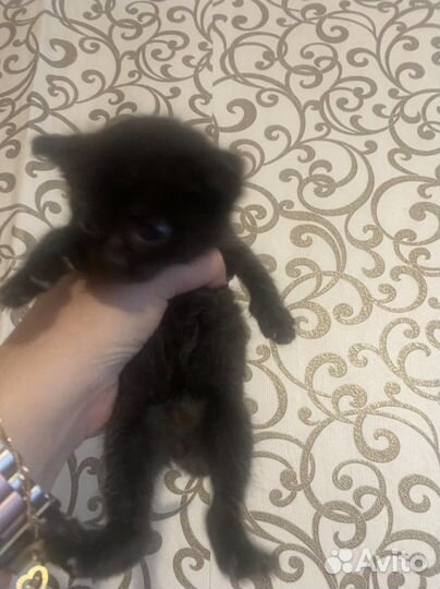 Кошки в добрые руки бесплатно