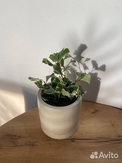 Фикус триангулярис